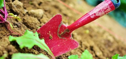 five tips to maintain your garden